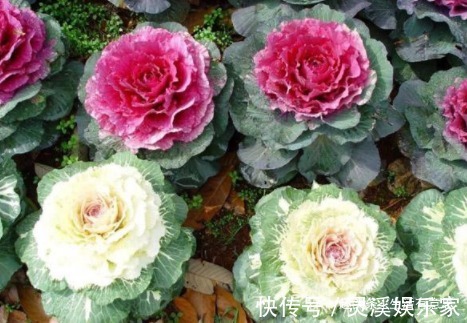 盆栽|牡丹菜盆栽，养护方法告诉你，延长花期6个月，花开爆盆，可涮锅