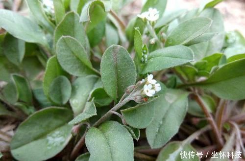 中年|它经常被当杂草除掉,却能治疗手脚麻木,如今20元一斤很贵