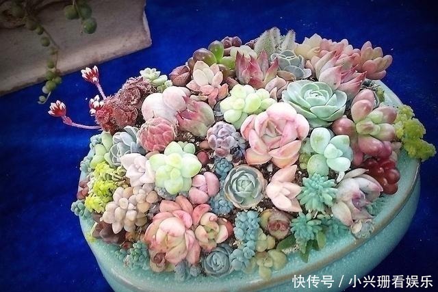 多肉植物|多肉总是“长不大”，注意5点，养出“肉质感”，肥嘟嘟就爆盆！