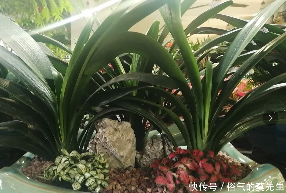 这7种年宵花,花开富贵、喜气临门寓意好,你最喜欢哪一种?