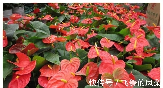 花店老板打死都不会透露的浇水秘诀，真的很管用