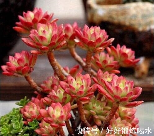 盘点3种爆崽普货多肉,好养护易群生,无需掐芽也能养成肉墩子