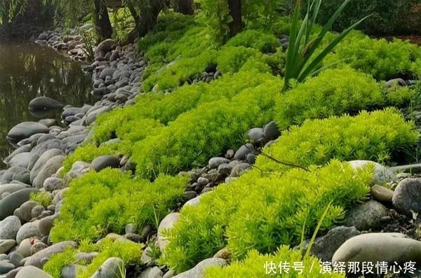 植株|9种比花还美的草，院子里种起来，美如仙境没商量！