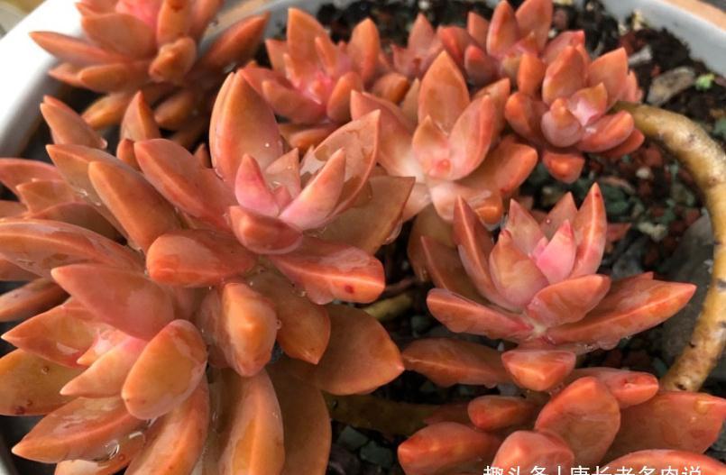 多肉黄丽和布丁本是同根生,奈何一个已无人问津,一个则深得民心