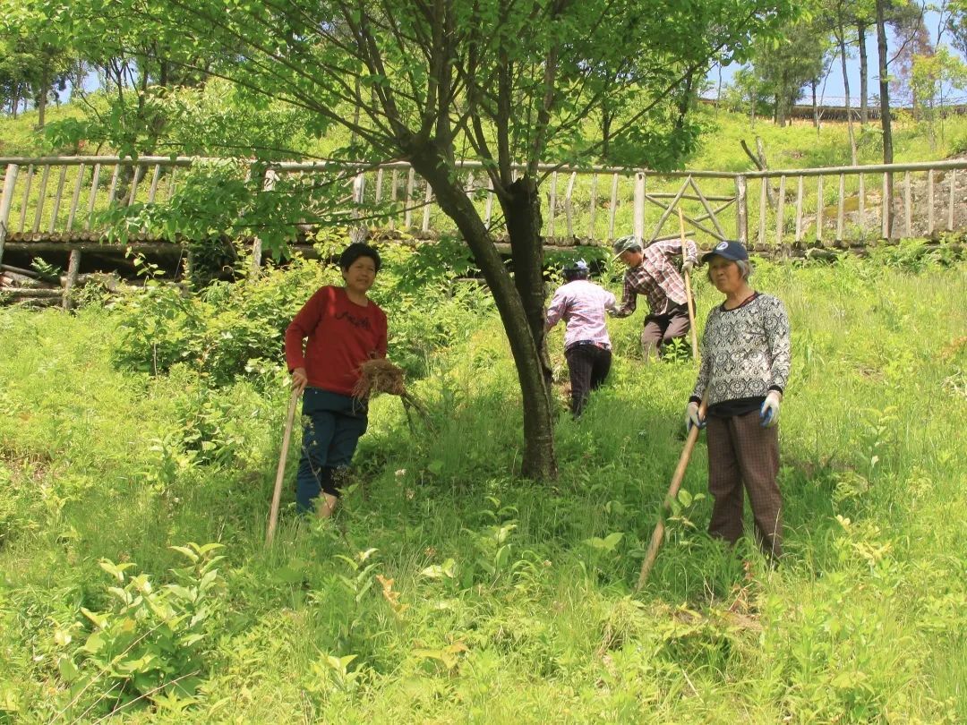 观赏谷|天台打造全国独一无二的夏蜡梅观赏谷