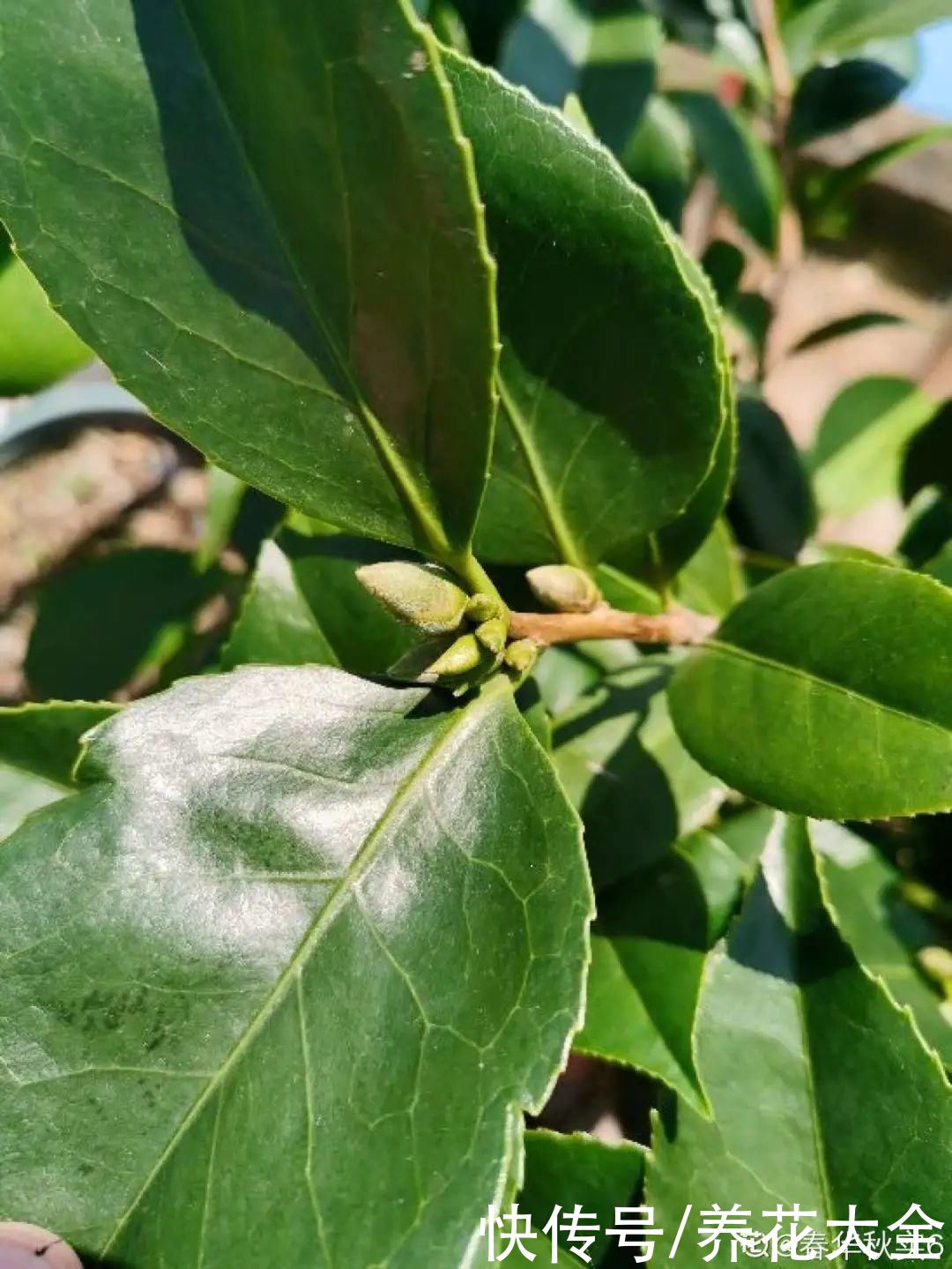 株形|7月必剪花,要抓紧时间,不然剪晚了不开花