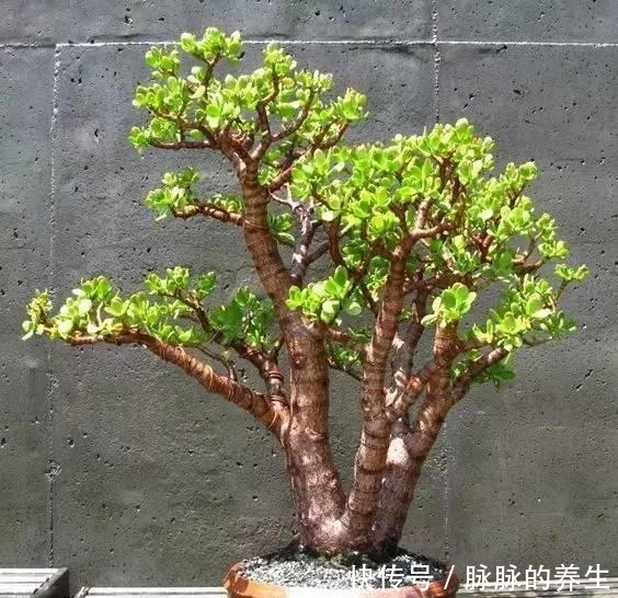 过年养盆“金枝玉叶”寓意好,盆景造型颜值高,越养越有钱!