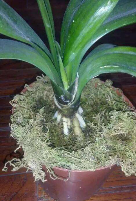 他养花“自制”有机肥,1月只浇“2瓶盖”,效果惊人,花肥不用买