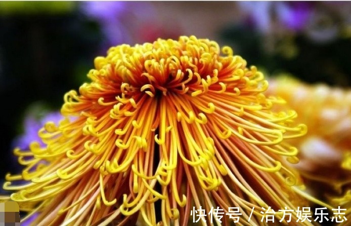 喜欢菊花，不如养盆“菊中珍品”十丈珠帘，花赛月光，娇柔舞魅