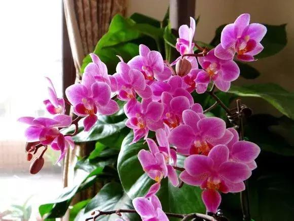 月季|你扔掉的月季、蝴蝶兰，被我捡回来，养了1个月，嗖嗖冒“花芽”