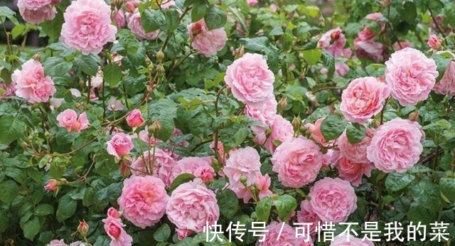 奥斯汀|推荐15种欧月月季任你选，开花最多、花量最大，超美！