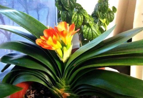 7月开始,4种花就怕“晒太阳”,想要叶色翠绿,这些细节你知道吗