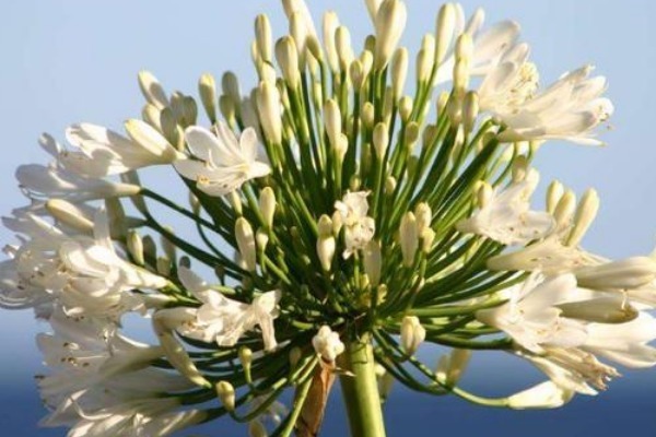 此花是代表了恋爱的花,优美秀丽的花型,是很美的装饰花卉