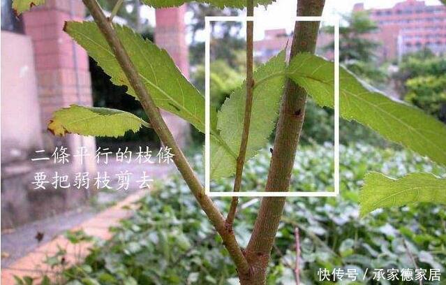 枝条|盆栽开花越来越小?只要春季修剪好,花儿多又大