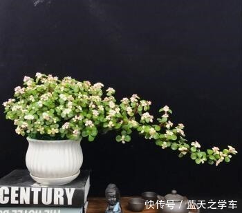 胡大妈是养花达人,最喜欢“金枝玉叶”,就用3个技巧,枝枝有花!