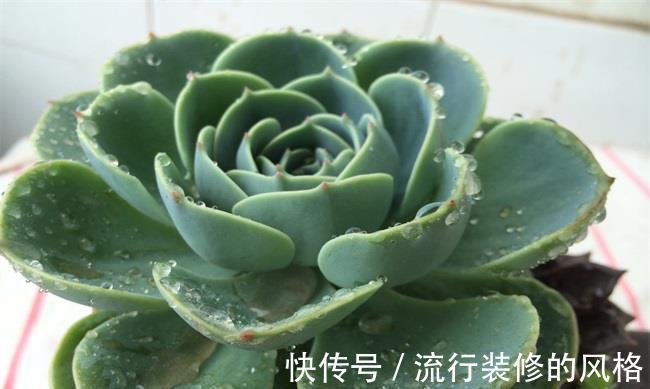 多肉|多肉植物的养殖方法(新手入门)