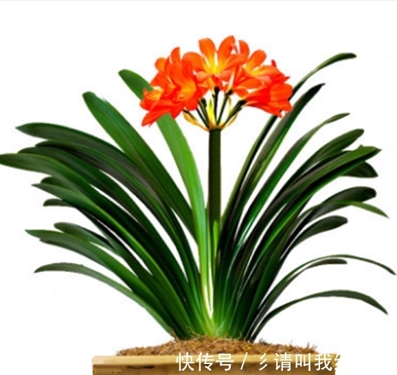 室内养兰花和君子兰,怎样让花箭窜得高?三个方法简单实用
