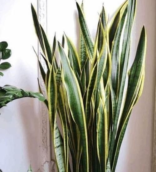 养花就养这几款,不仅旺财运,还能吸甲醛净化空气,幸福满满