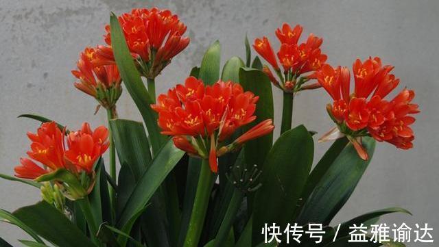 君子兰用点鸡蛋壳，能养根，能促花，但是要用对方法