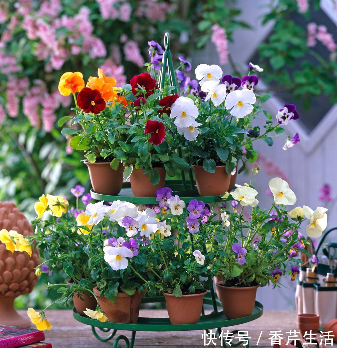 5种花，被称为冬天的“开花机器”，现在养一盆，过年正好赏花