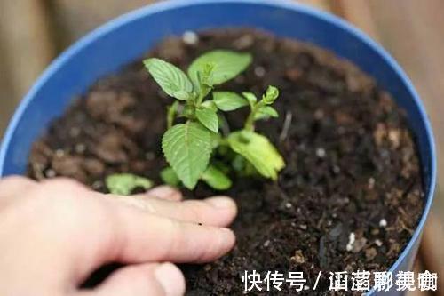 叶片|“夏必死”的4种花,现在赶紧扦插几盆,生根快成活率高