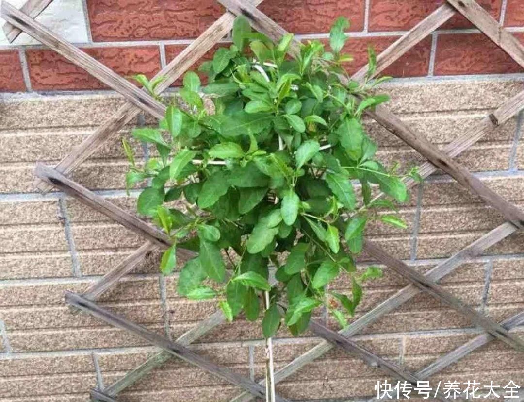 马齿苋花|山东马齿苋老桩，年年开花像小树，网友直呼：假的吧