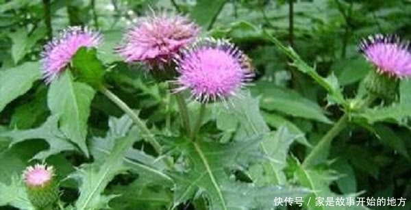 农村一种扎手的野草是天然“创可贴”，农民有点外伤就用它治疗
