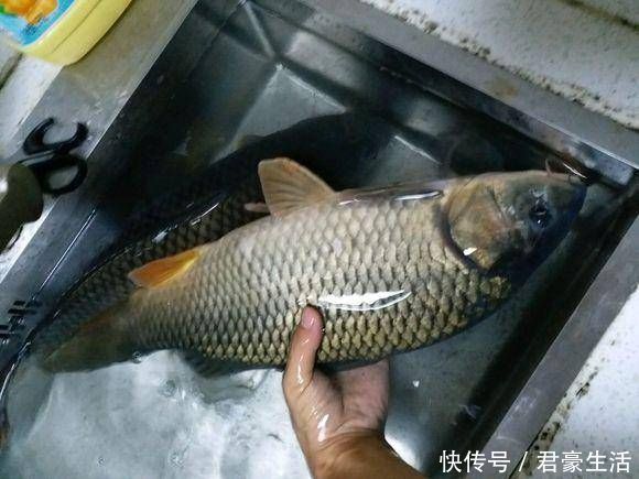 收获|给大家分享一个饵料配方,昨天去试用,收获了两条野生大鲤鱼