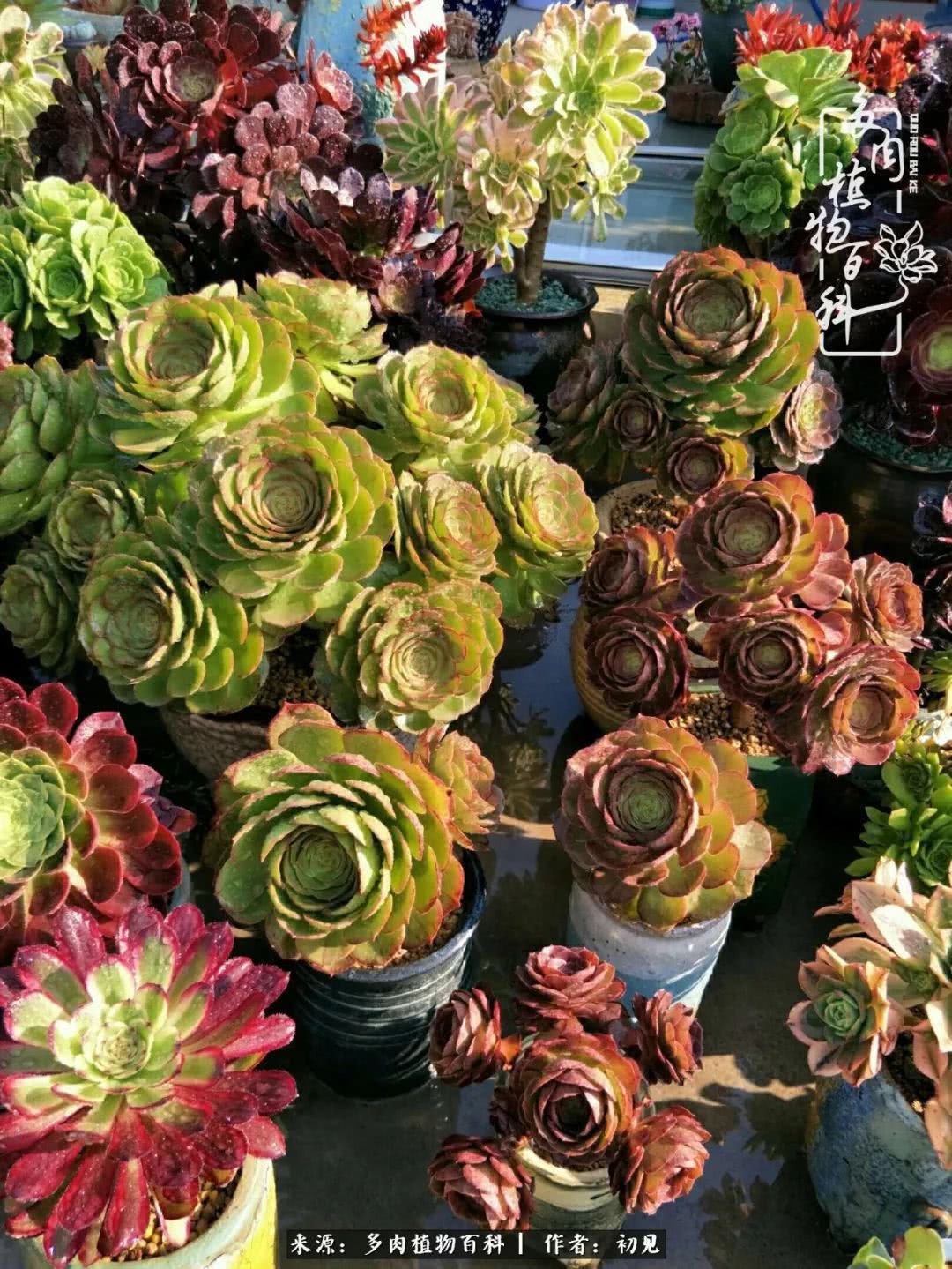 养多肉四周年,从初见到爱恋!幸福一直藏在浅薄的日子里!