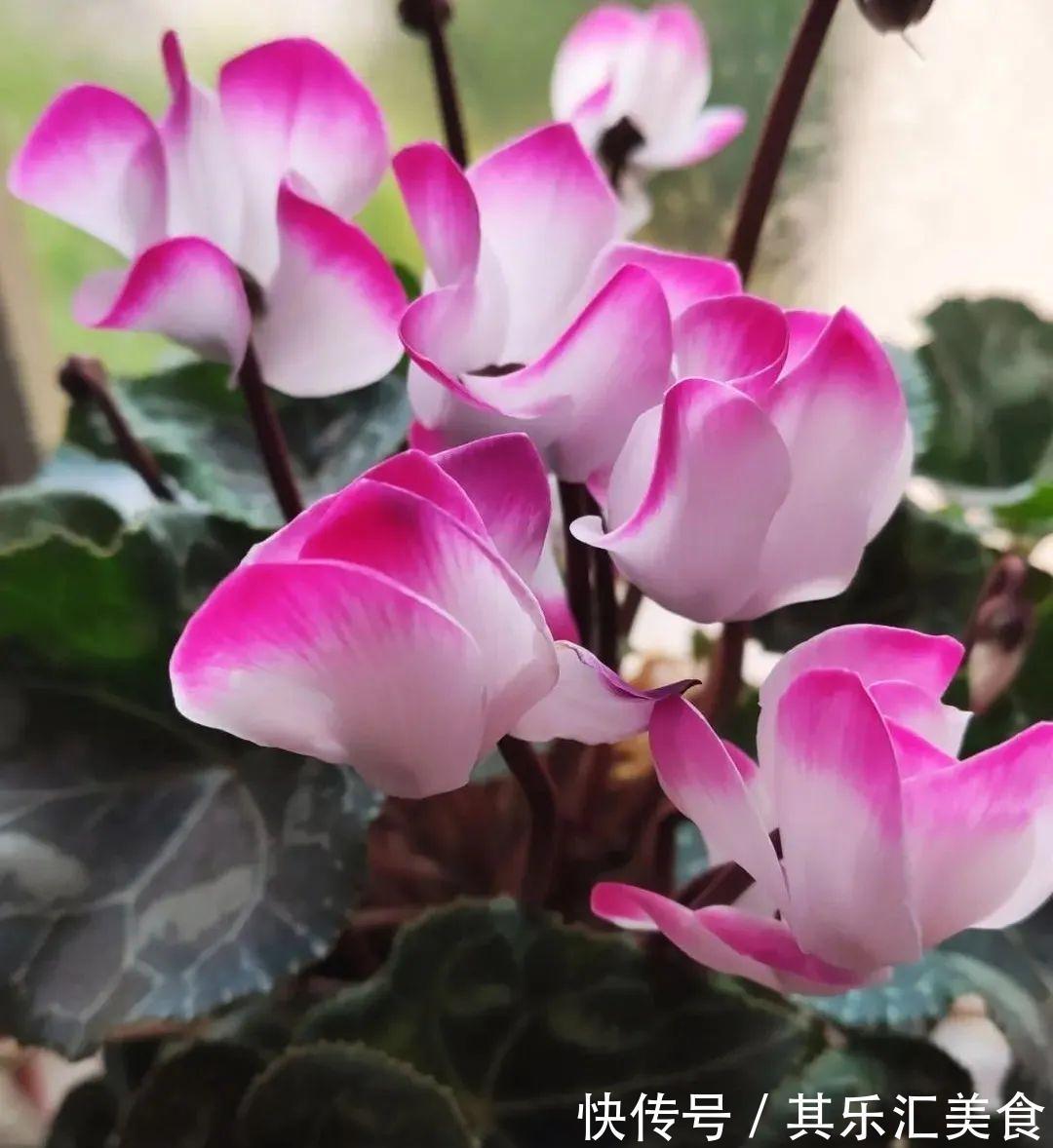 养花技巧：养花别用这种盆，养啥死啥，1棵都不剩