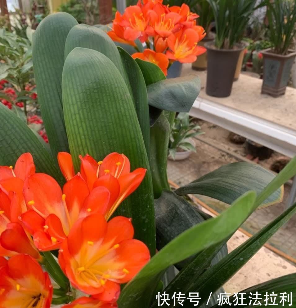 3种“懒人花卉”,不用勤浇水施肥,也能快速生长花很漂亮