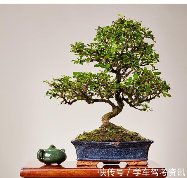 7种花,就得小盆养,盆越小水越少,长得更快!