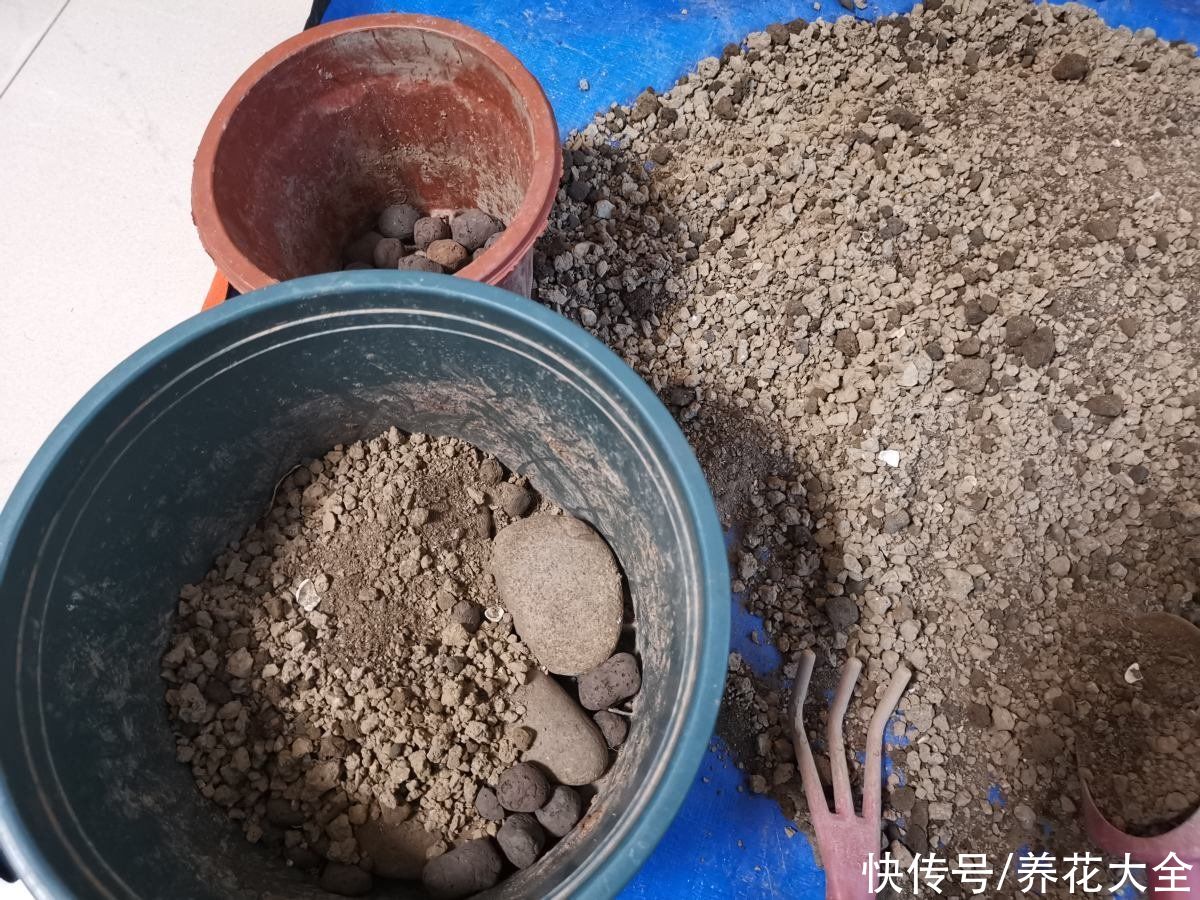 神器|养花需要的5件神器，别看它们小，用处是真不少