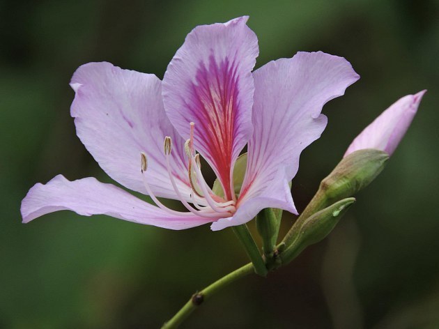 此花因其型而得名,给人情意绵绵的暖意,多有家庭和美之意