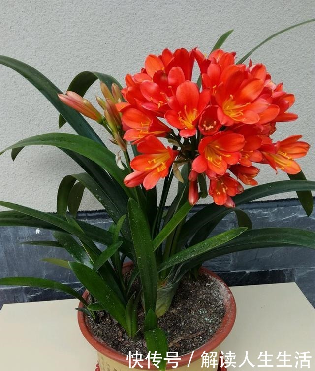 君子兰难养谨记这4点,轻松养出好状态!