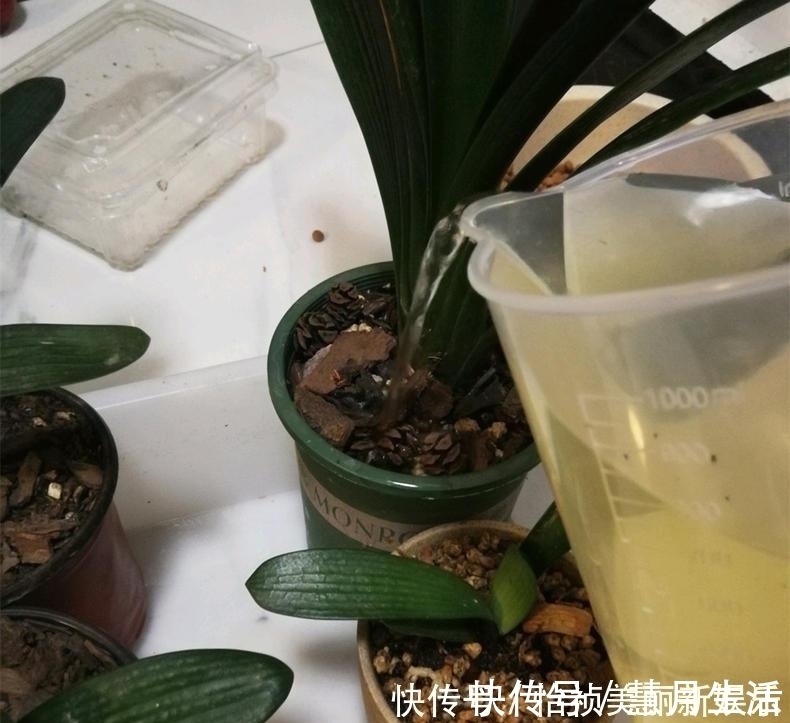 土壤|君子兰不长新叶多是这些因素导致这样养,让君子兰快速生长
