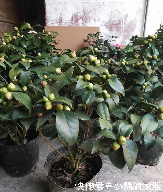 秋天|花市买茶花，回家一定要换土，“中间”有门道，不换土养不活