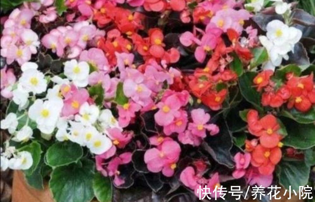 植株|6种漂亮花，家里养一盆，四季都能开花