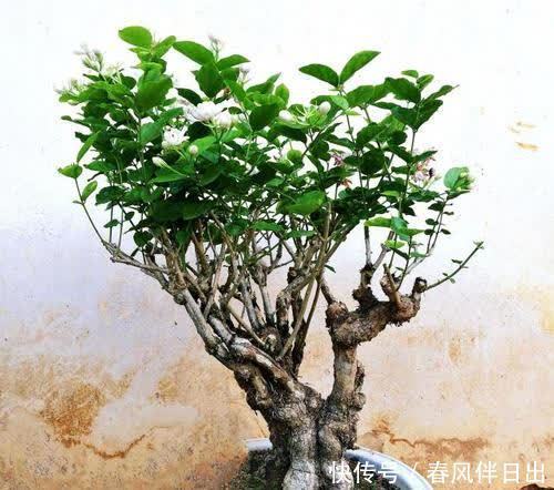 养了3年的茉莉花变老桩,长成“巨无霸”,清香宜人大半年!