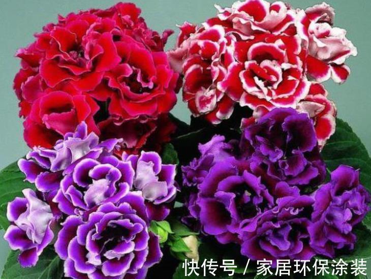 盘点10种漂亮的耐阴花，家里采光不好也能养，专为北阳台而生