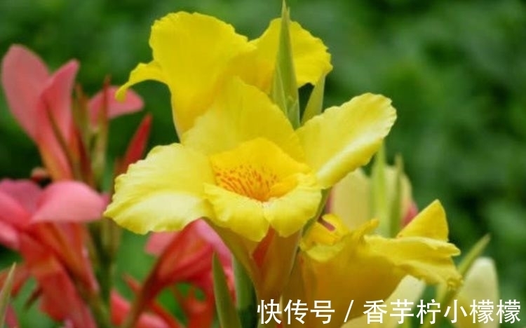 养花就养这几款,全年开花不停,比牡丹美,比绿萝好养!