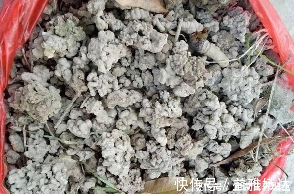 腐叶土|家庭养花，土从哪里来3个方法，不花一分钱，就能自制营养土了！