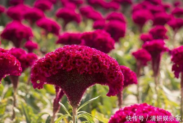 菊花|喜欢菊花,不如养盆“鸡之桂冠”鸡冠花,美轮美奂 花开富贵
