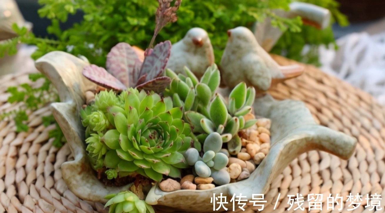 种植多肉,搞不清品种、晒太阳、浇水、通风问题,养再多都白费