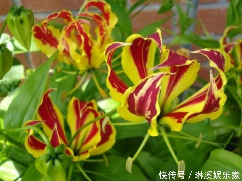  一种百合花，花形奇特，会“爬墙”，有院子的一定要养