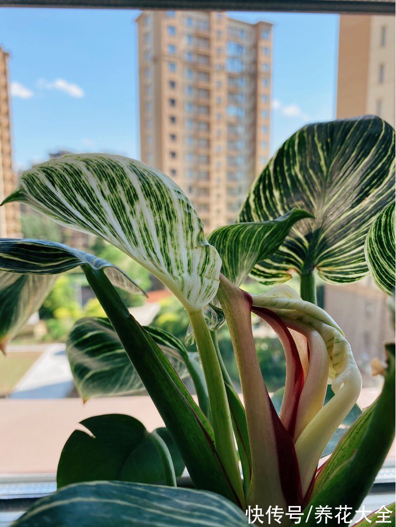 15种“阴性”花,家里没光适合养,光太强反而长不好