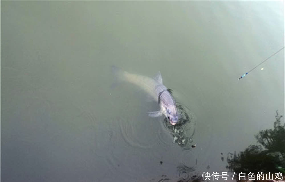鲫鱼|钓鱼技巧:漂相无非“顶”和“顿”,知道这些漂相如何产生的吗?
