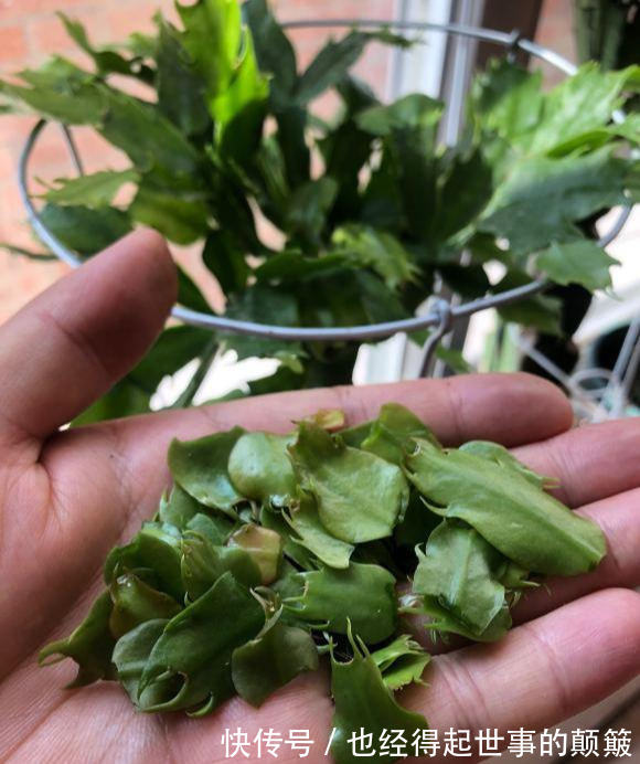 蟹爪兰干瘪瘪别急!就用2招,叶片杠杠厚,油绿锃亮花爆满