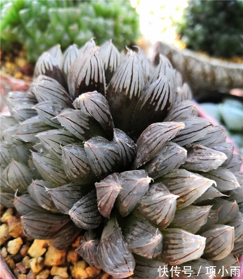 天下养肉人都一样贪