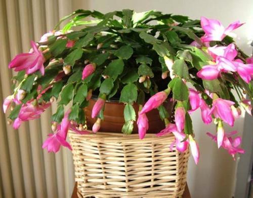 冬天只养这2种“花”,尤其是第2种,零下8℃也能活